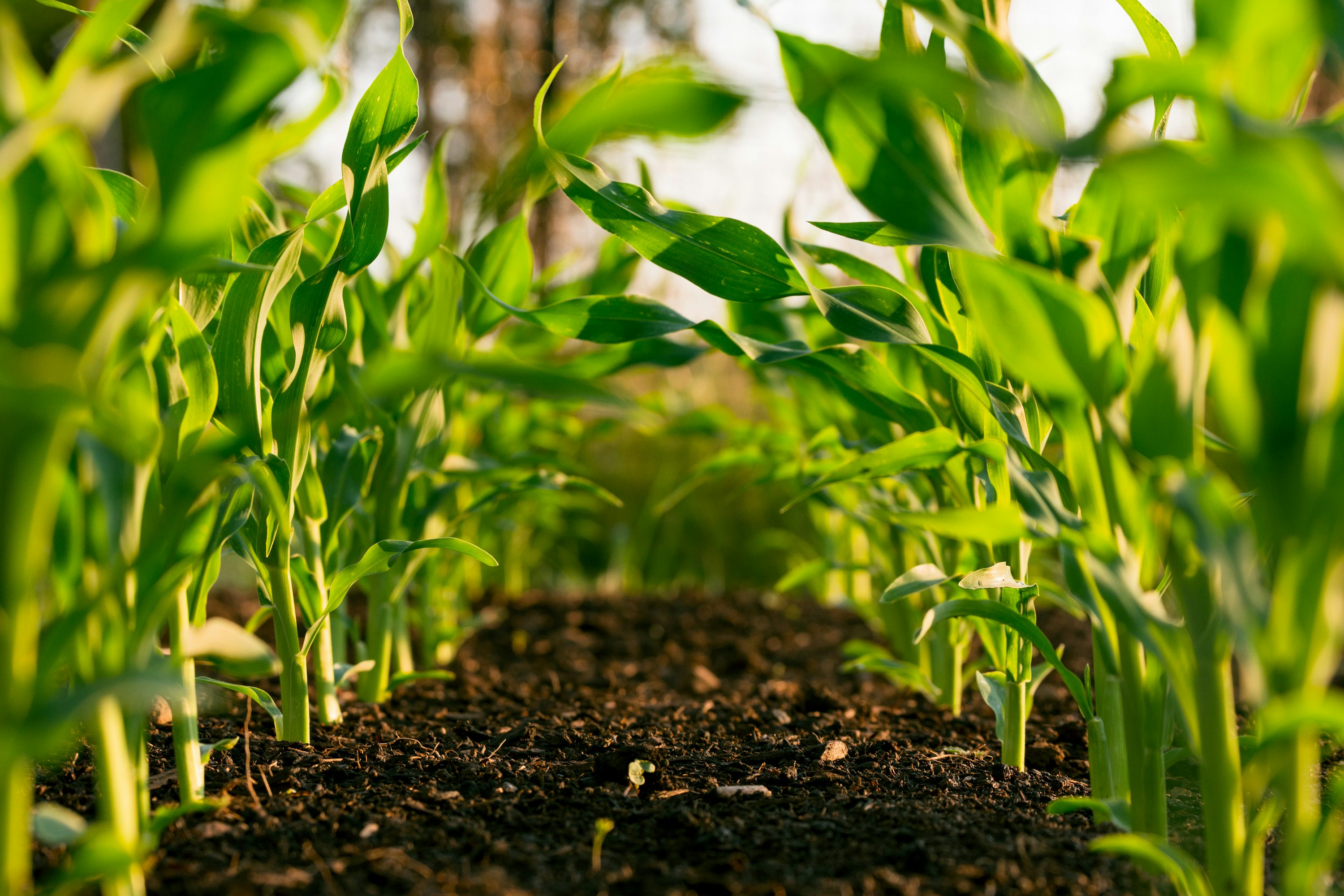 A thriving crop in an Agronomy Club field